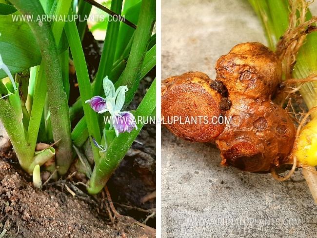 Thai Ginseng | Black Ginger | Kaempferia parviflora | Krachaidum