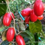 Katu Abilla | Elaegunus latifolia | Bastard Oleaster