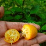 Oval Kumquat | Kumquats | Fortunella margarita