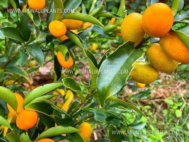 Oval Kumquat | Kumquats | Fortunella margarita
