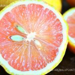 Pink Lemon  | Variegated Eureka Lemon  | Rose Lemon Plants