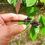 Heen Abilla | Antidesma alexiteria | Ceylon bigney