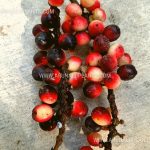 Karawala Kebella | Antidesma bunius | Bignay Plant