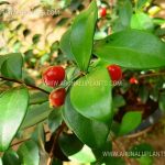 Australian Beach Cherry | Eugenia reinwardtiana | Cedar Bay Cherry