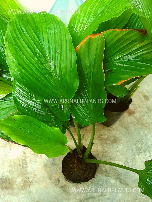 black ginger plant for sale