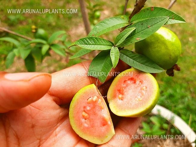 Dwarf Chinese Guava | Miniature Guava | Kuru Cheena Pera