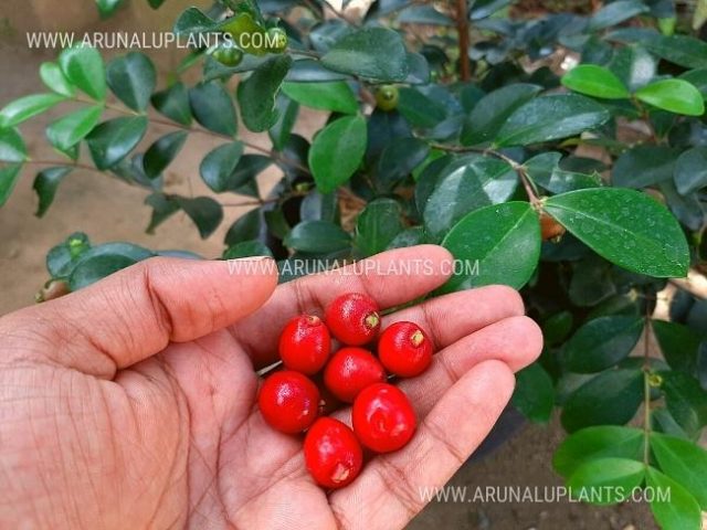 cherry plants for sale in sri lanka