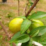 Dwarf Chinese Guava | Miniature Guava | Kuru Cheena Pera