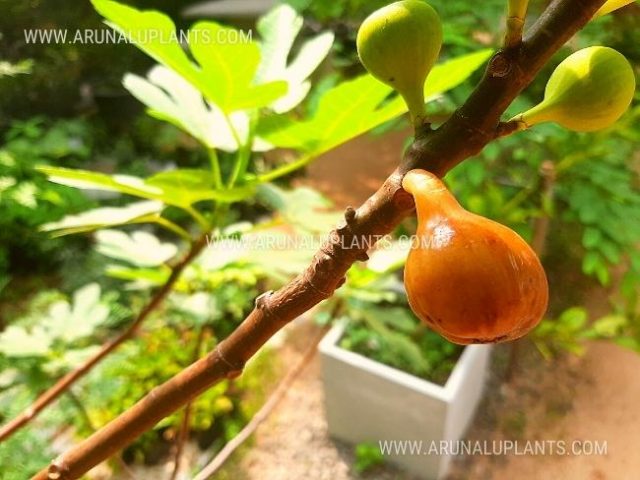 fig plants for sale