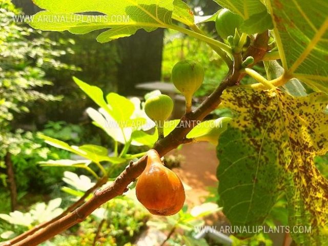 fig plants for sale in sri lanka