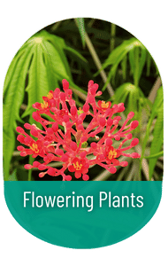 flowering plants in sri lanka