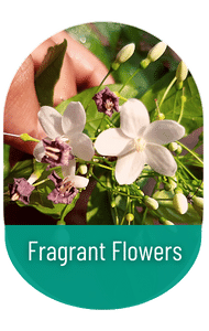 fragrant plants in sri lanka
