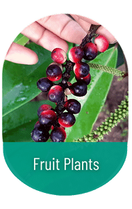 fruit plants in sri lanka 1