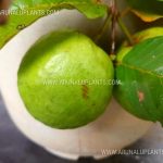 Apple Guava | Apple Pera | Lanka Giant