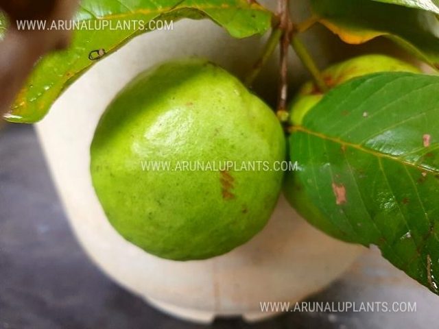guava apple plants