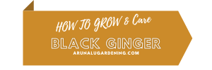 how to grow & care Black Ginger