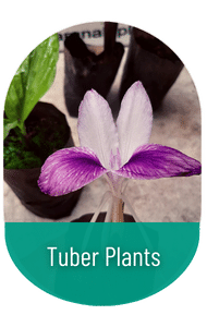tuber plants in sri lanka