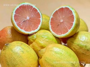 variegated pink lemon