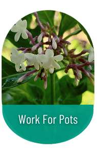 work for pot plants in sri lanka