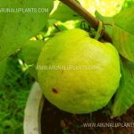 Apple Guava | Apple Pera | Lanka Giant