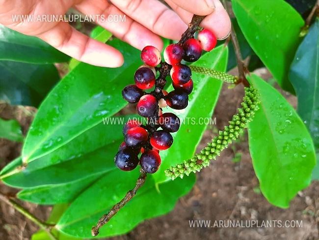 Karawala Kebella | Antidesma bunius | Bignay Plant