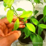 Gonuke | Gonika | Psychotria sarmentosa