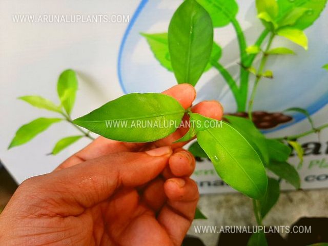Psychotria sarmentosa