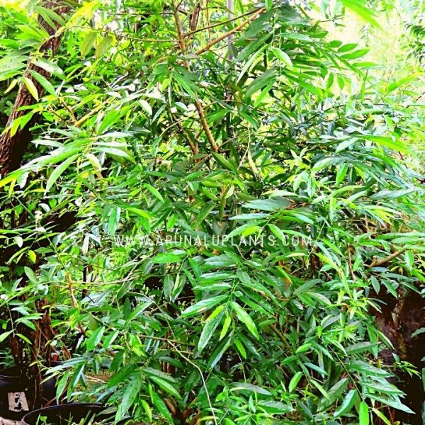 ayurvedic medicinal plants in sri lanka