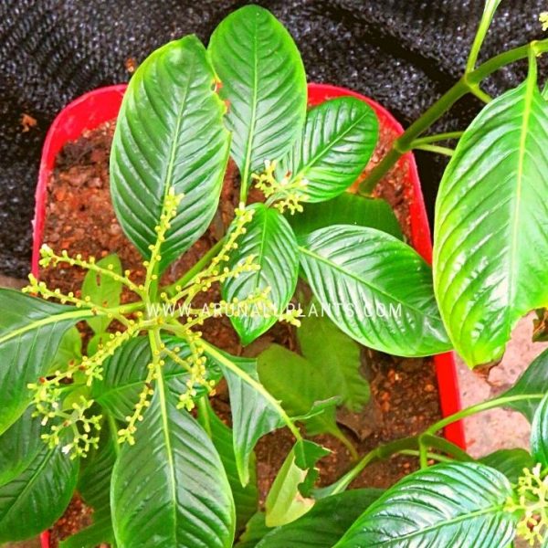 collection of medicinal plants in sri lanka