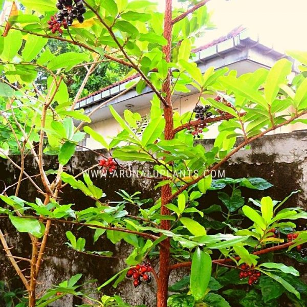 fruit plants to grow in sri lanka