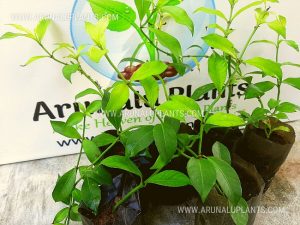 gonika plants for sale
