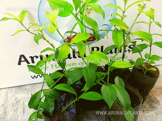 Gonuke | Gonika | Psychotria sarmentosa