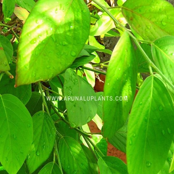identification of medicinal plants in sri lanka