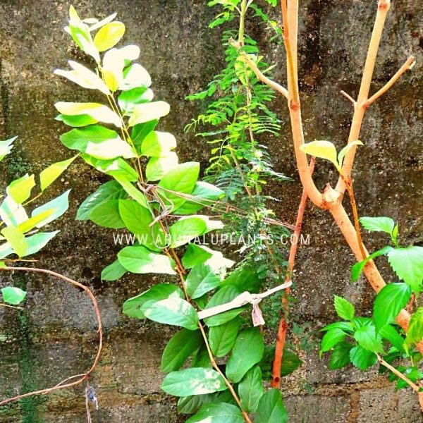 medicinal plants gardening in sri lanka