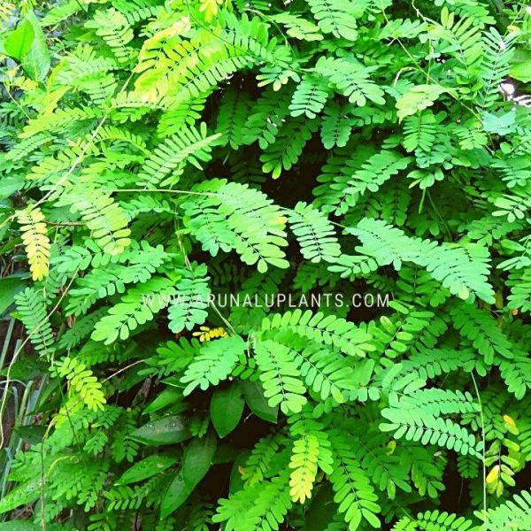 medicinal plants in sri lanka