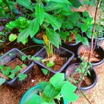 medicinal plants to grow in your garden