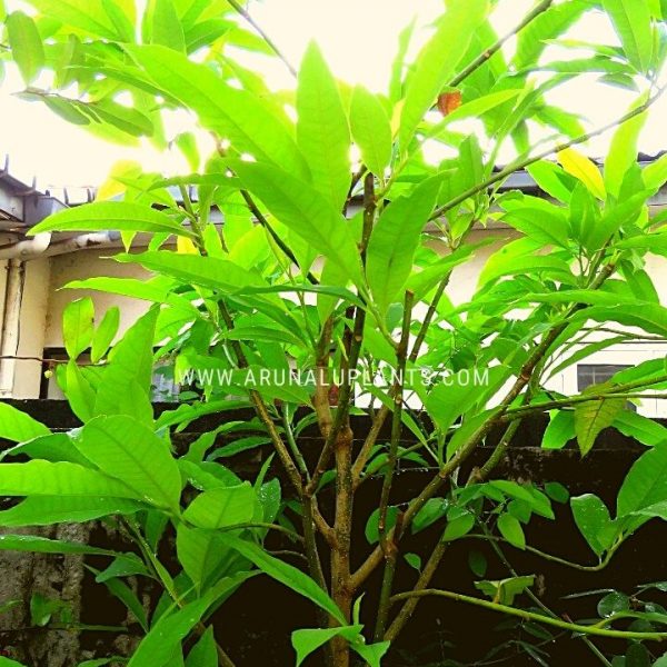 medicinal trees to grow