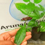 Puwangu | Aglaia elaeagnoidea | Priyangu