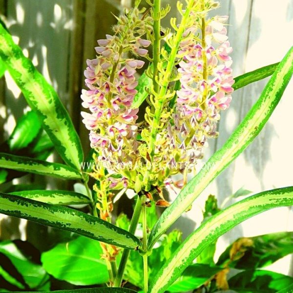 rarest ayurvedic plants