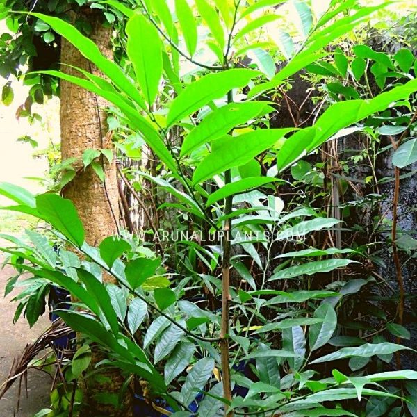 sri lankan medicinal plants