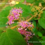 Beautyberry | Callicarpa macrophylla | Large Leaf Beautyberry | Priyangu
