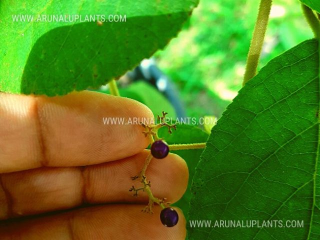 Large Leaf Beautyberry