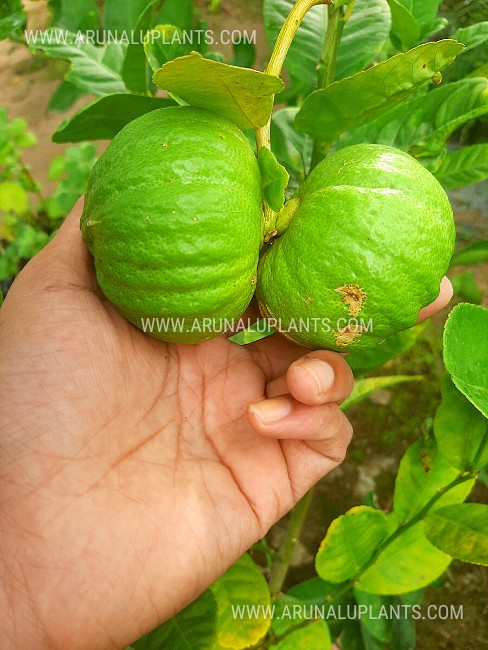 Lemon plant for sale in sri lanka