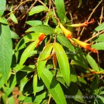 Fire Flame Bush | Woodfordia fruticosa | Malitha