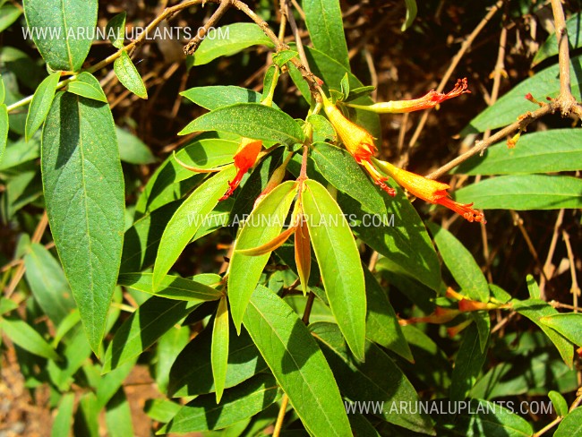 Fire Flame Bush | Woodfordia fruticosa | Malitha