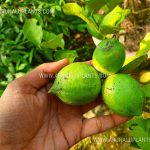 Lemon (Bangkok Verity) | Citrus limon | බැංකොක් ලෙමන්
