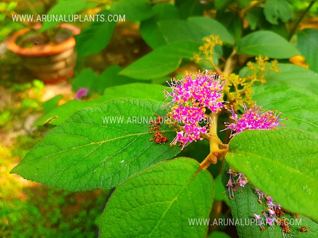 Beautyberry | Callicarpa macrophylla | Large Leaf Beautyberry | Priyangu