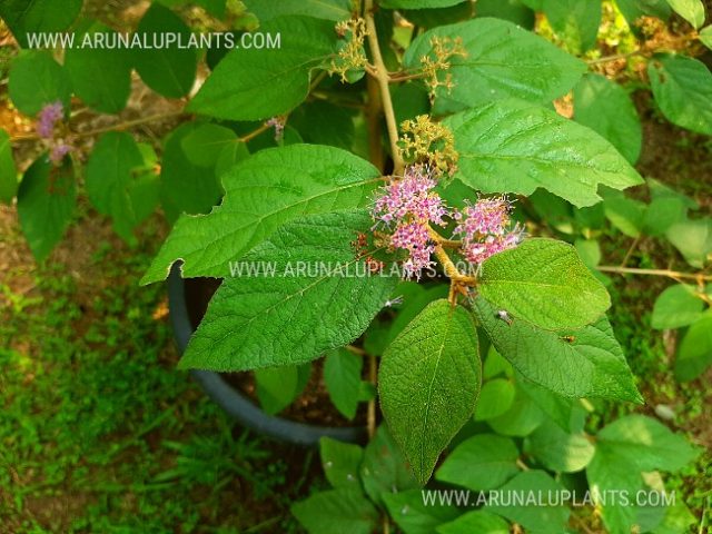beautyberry plant type