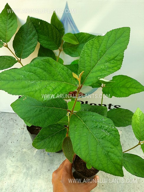 beautyberry plants for sale