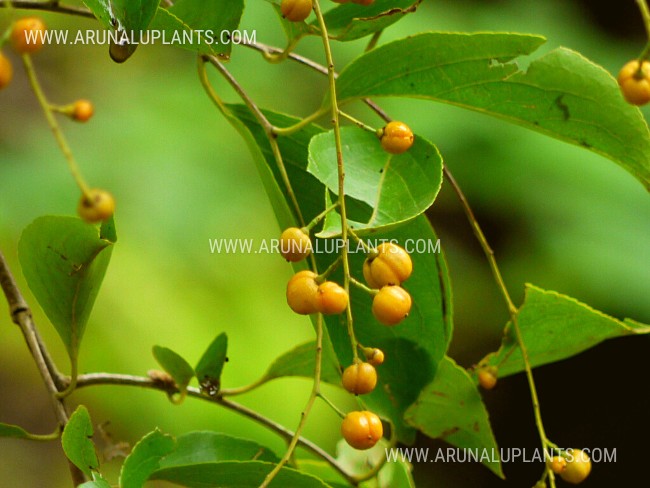 Intellect Plant | Black Oil Plant | Duhudu | Celastrus paniculatus